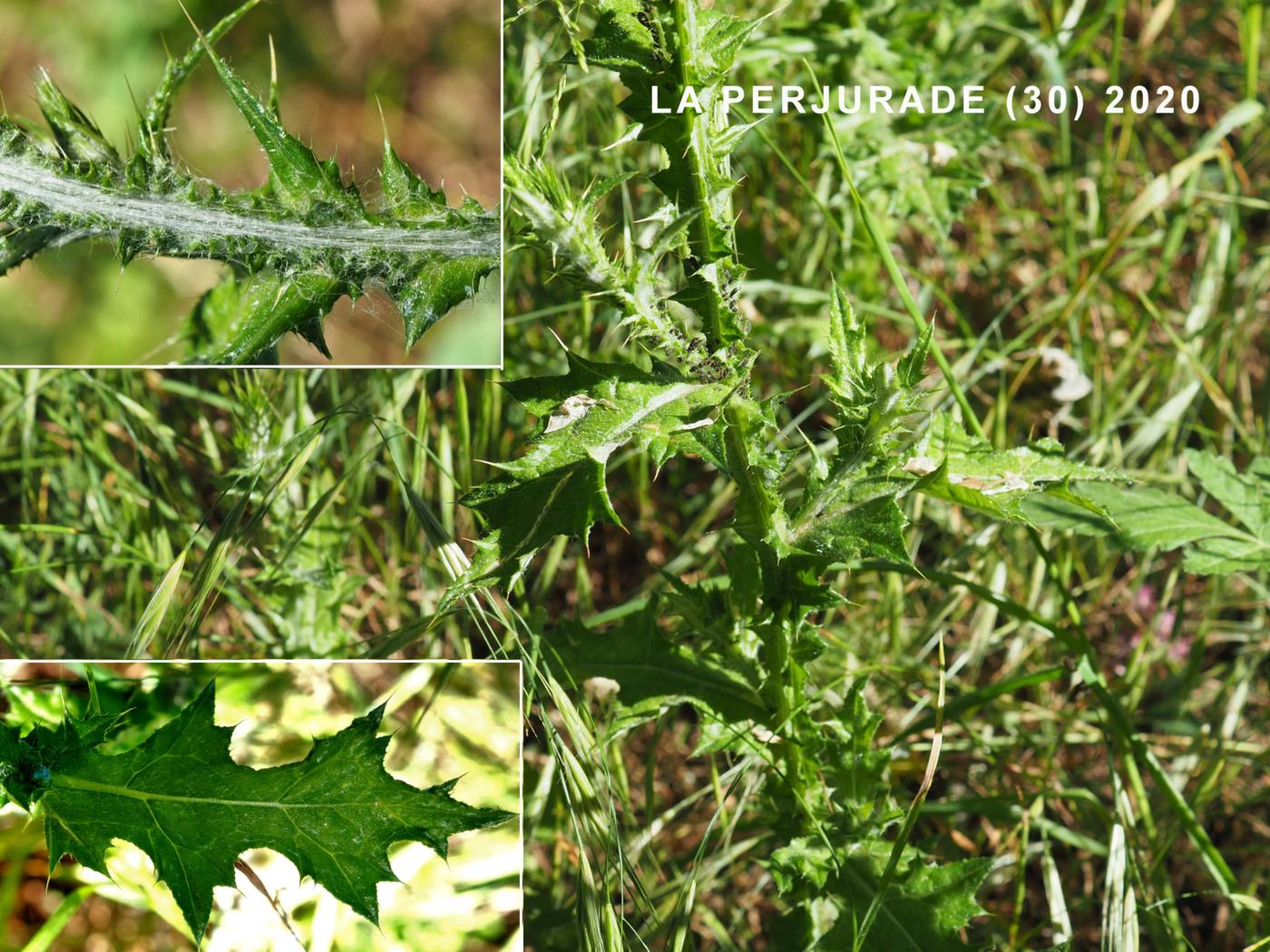 Thistle, Italian leaf